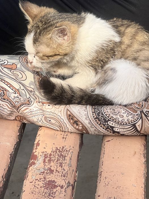 Мысық еркек кот мальчик в добрые руки