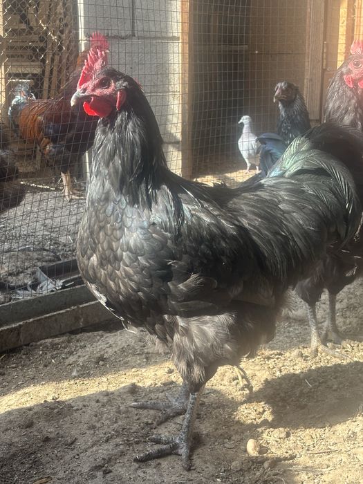 Продам Австролорп петухи