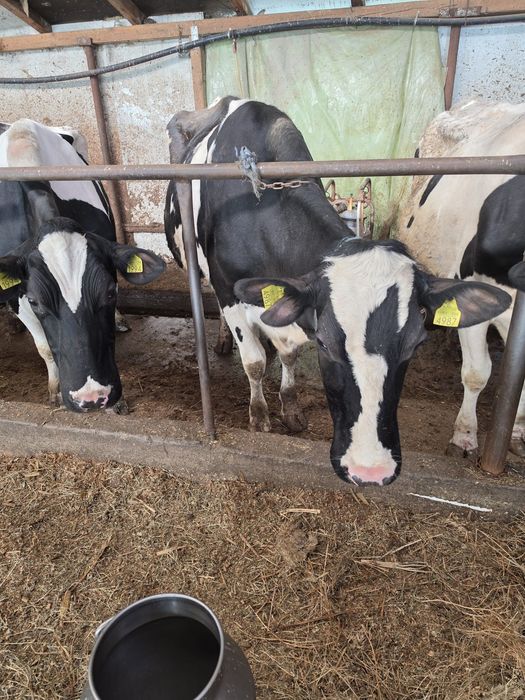 Vând o vaca și doua junci