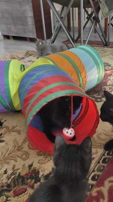 Маленькие котята, ≈ 3 месяца