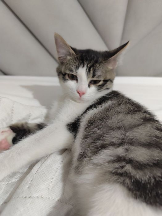 Отдам котенка в добрые руки