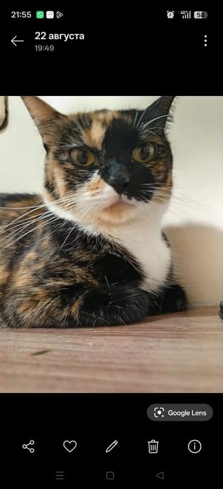 Лучшая Кошка в ваш дом