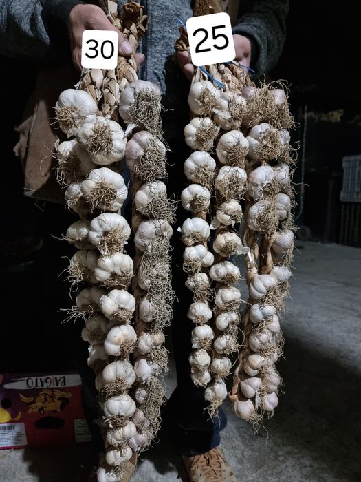 Usturoi și ceapă pentru sămânță și consum