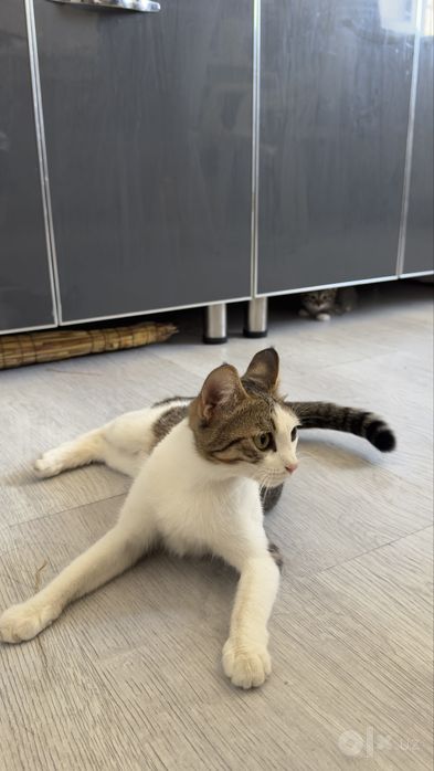 Отдам Кошку и двух котят