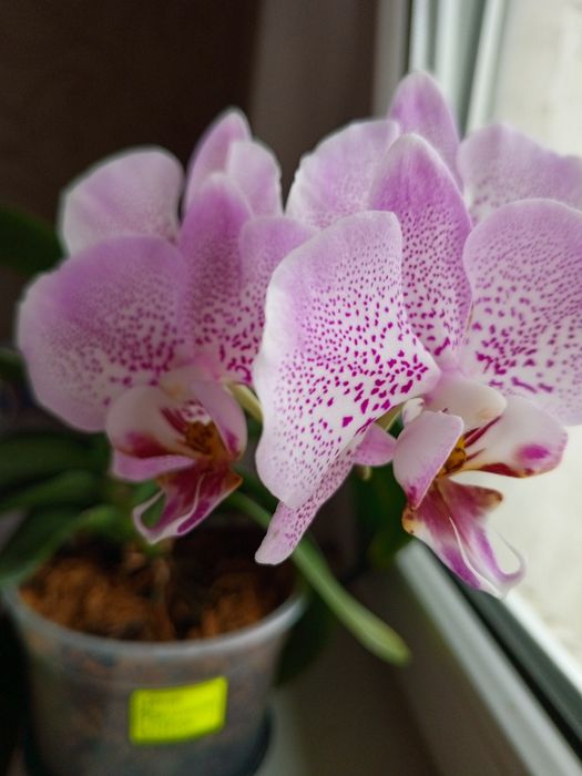 Цветущая орхидея Джиллиан