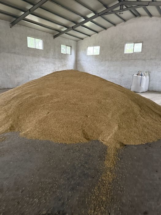 Orz de vanzare (recolta 2025)