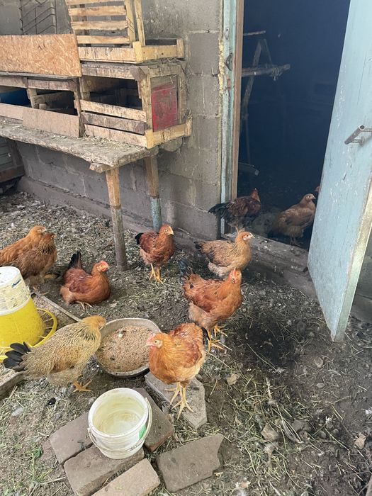 Продам петухов кученской породы