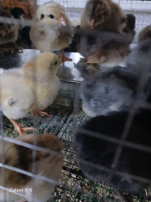 Domashni jo‘ja bor 10ming so‘m