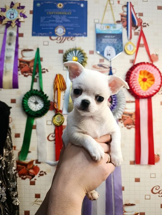 Щенки    чихуахуа