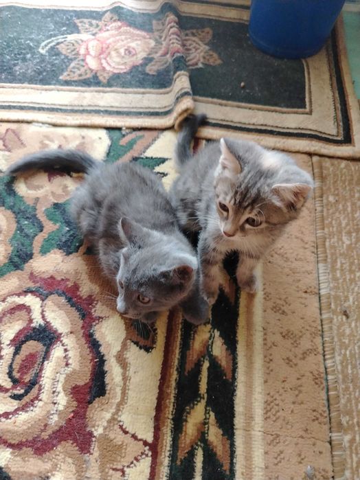 Котят отдам бесплатно