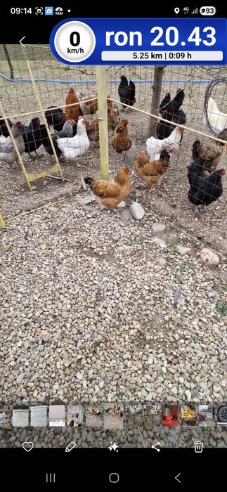 Ouă de vânzare de la găini crescute în libertate, cu cereale bio