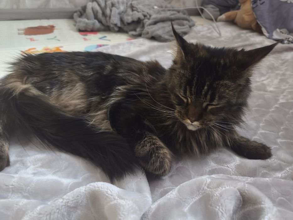 Продается кошка Мейн Кун