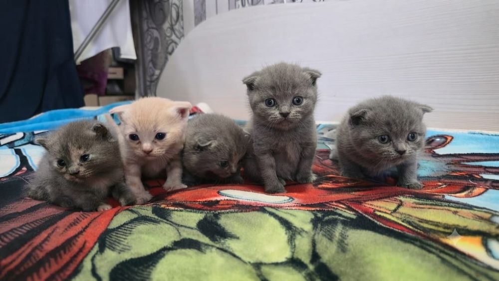 Продам котят бриташки