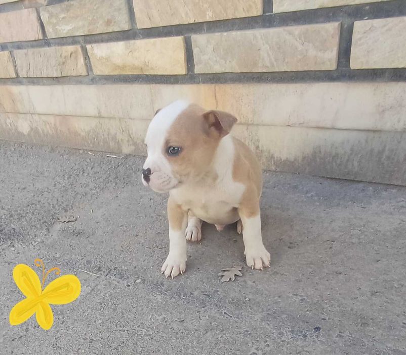 Рит-буль   щенки