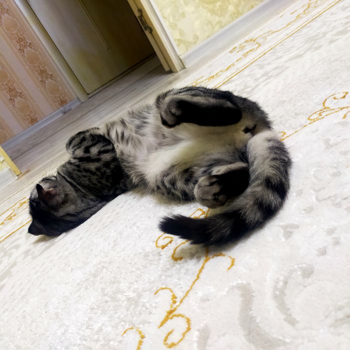 Кошка вислоухая-бесплатно