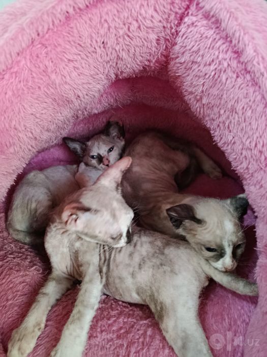 Продам! Котята ,, сфинкс "