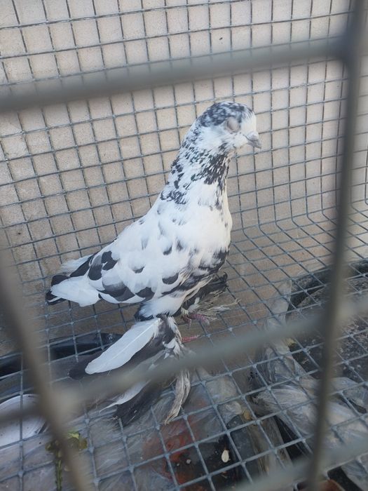 Продам  голубя один