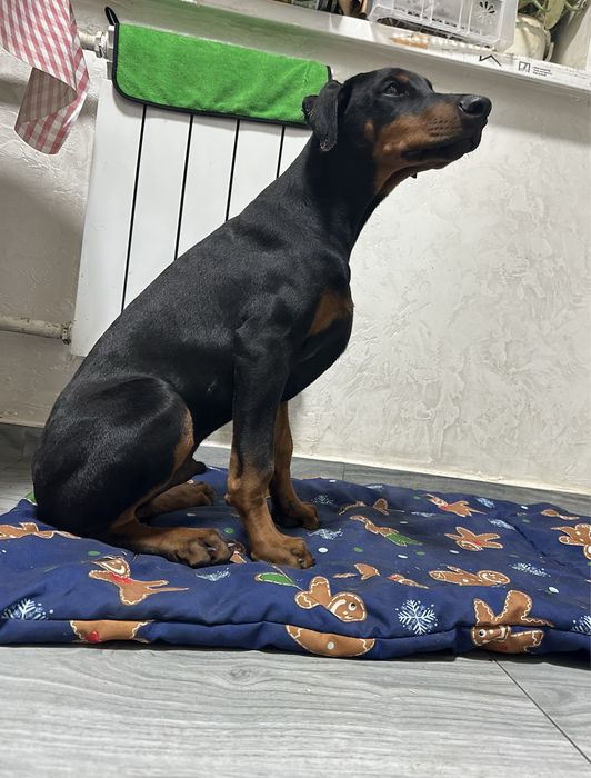 Доберман с документами