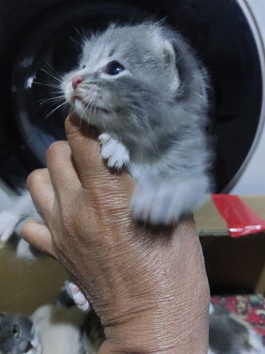 Котята , мышеловы, змееловы