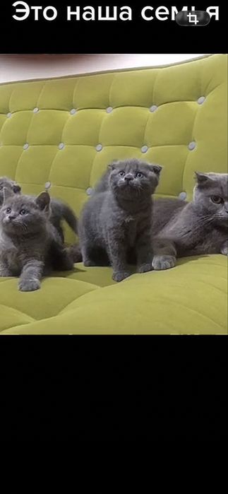 Продается кошка страйк