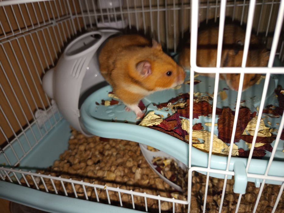 Продаю хамиков  серийские