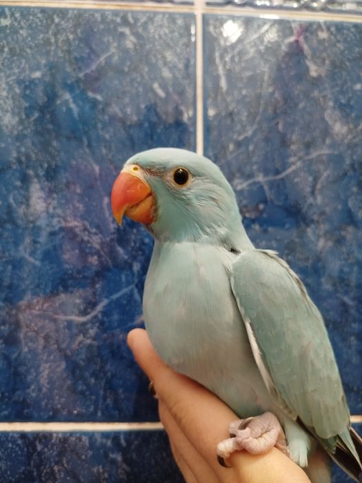 Ручной ожереловый попугай