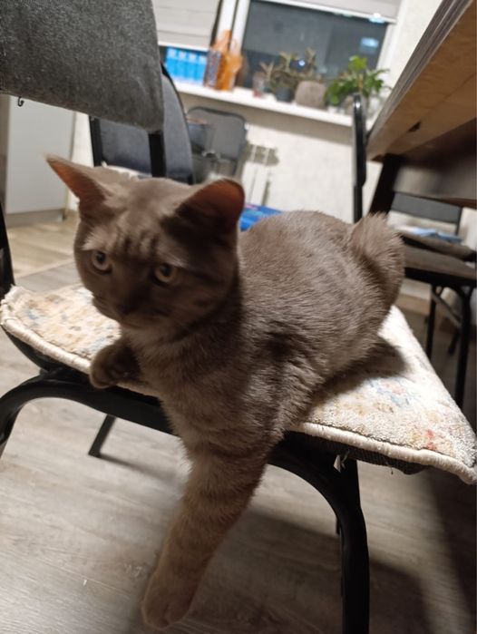 Котенок шотландский