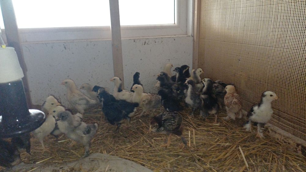 Puișori de casă de 3 săptămâni