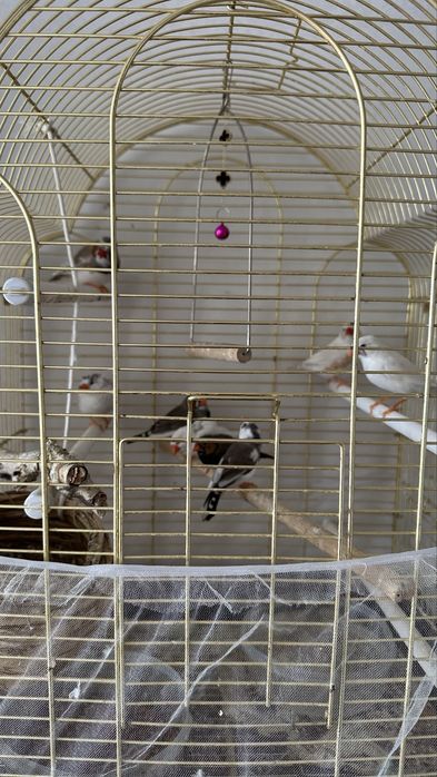 Продам птиц Амадины