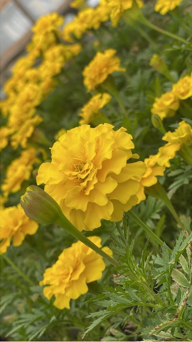 Рассада цветы петуния