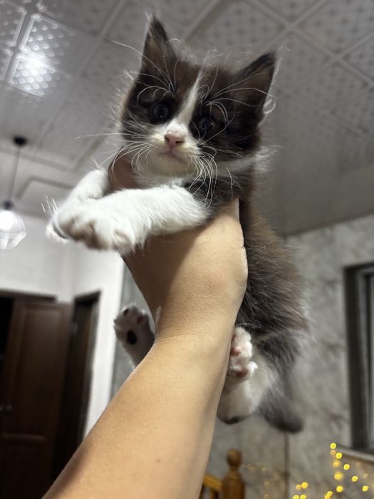 Отдам котенка в добрые руки