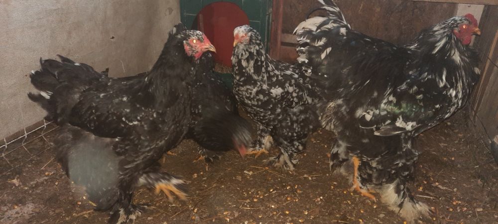 Disponibil pasari brahma, ouă și puișori