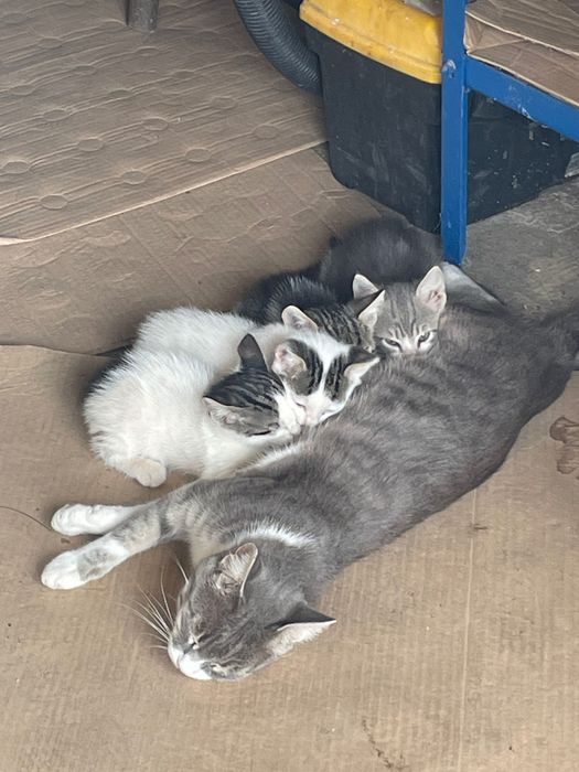 6 малки котенца на 3 месеца