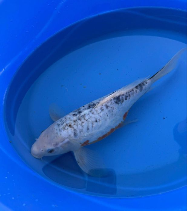 Crapi koi de vanzare