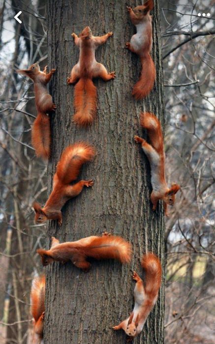 Олмахон кунок белка