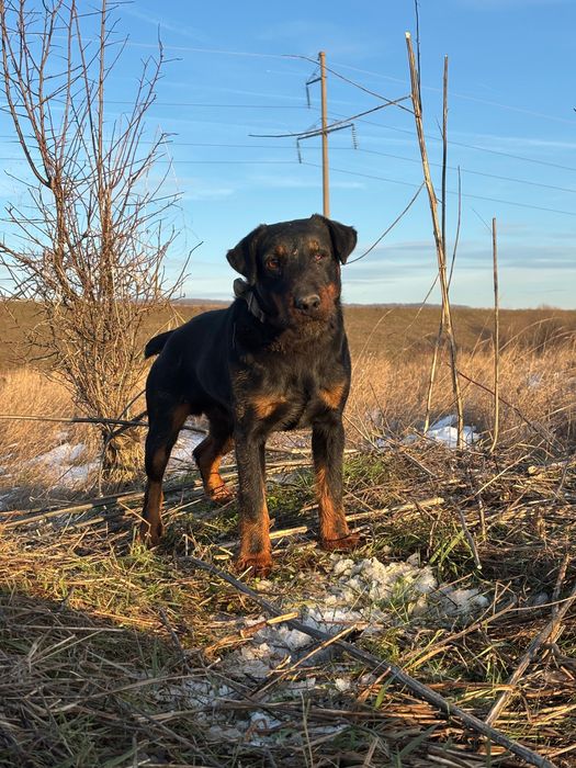 Jagd Terrier jagdterrier