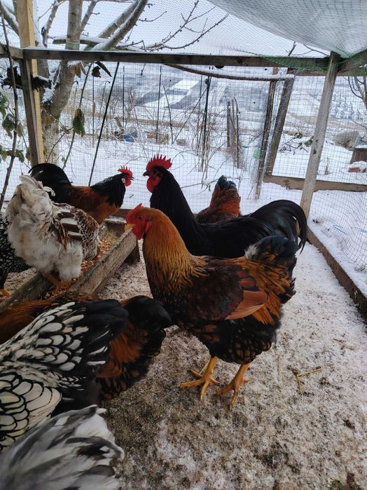 Cocosi din primăvară-vara 2025