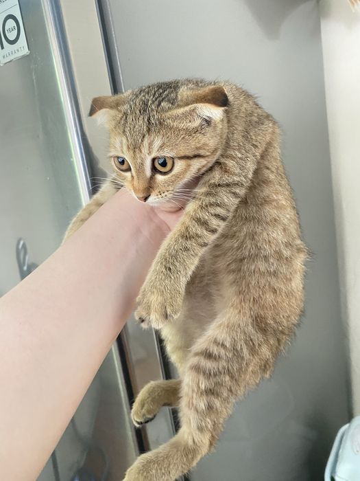 Котята в хорошие руки