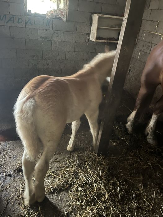 De vanzare o iapa cu manz de 3 saptamani jumate