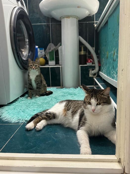 Домашнее животное