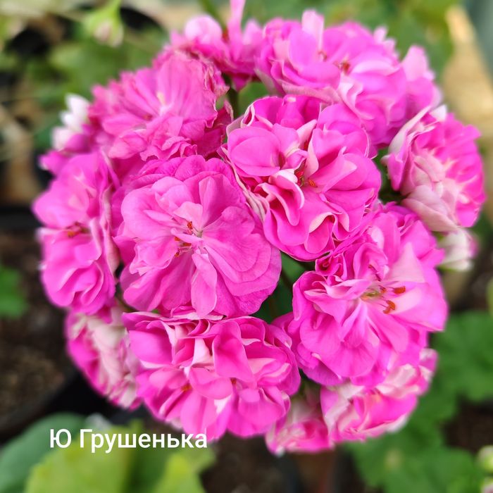 Пеларгонии сортовые