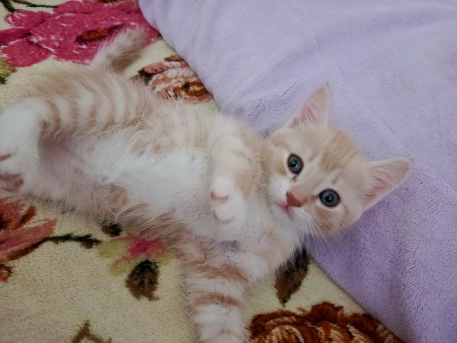 В добрые руки котенок мальчик