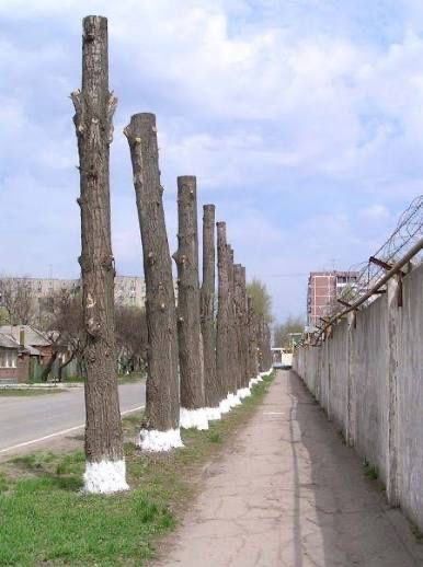 Спил дерево по городу Усть-Каменогорск