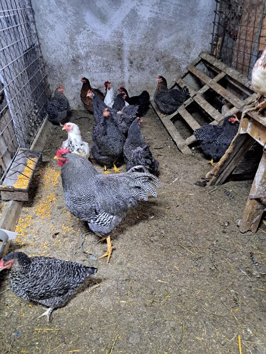 Vand patru găini și un cocoș
