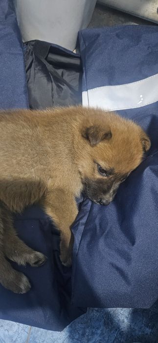 Отдам щенка в добрые руки