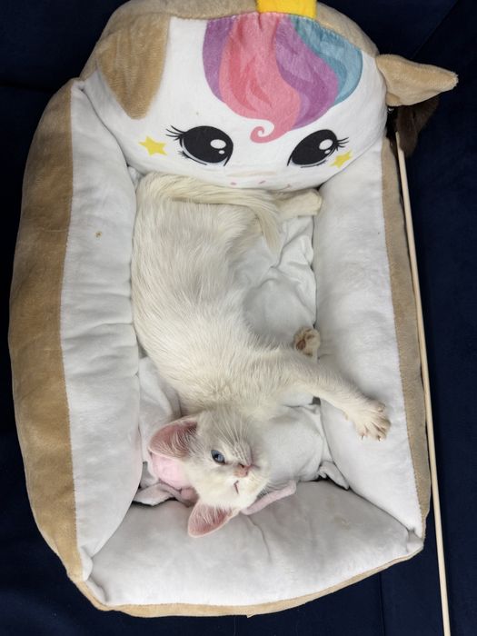 Котенок в добрые руки