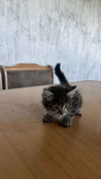Котенки в добрые руки