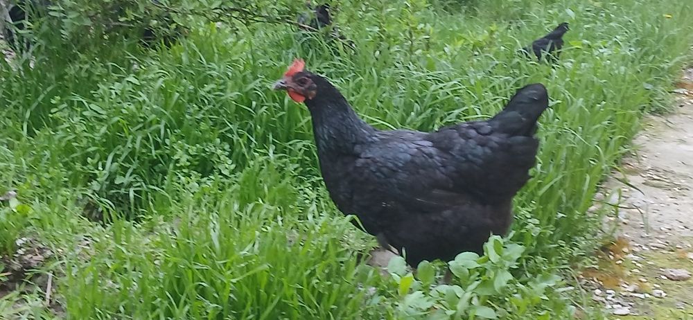 Gigant Qora shahzoda   tovuqlari, joʻjalari va tuxumlari sotiladi