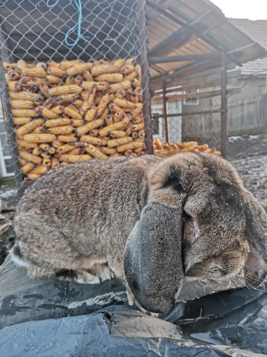 Vând mascul Berbec german 1,5 ani
