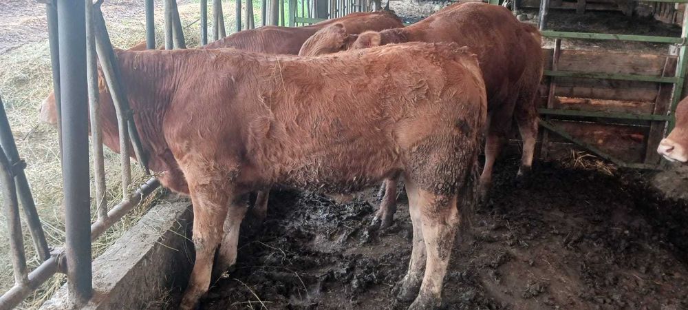 Taur.   limousin